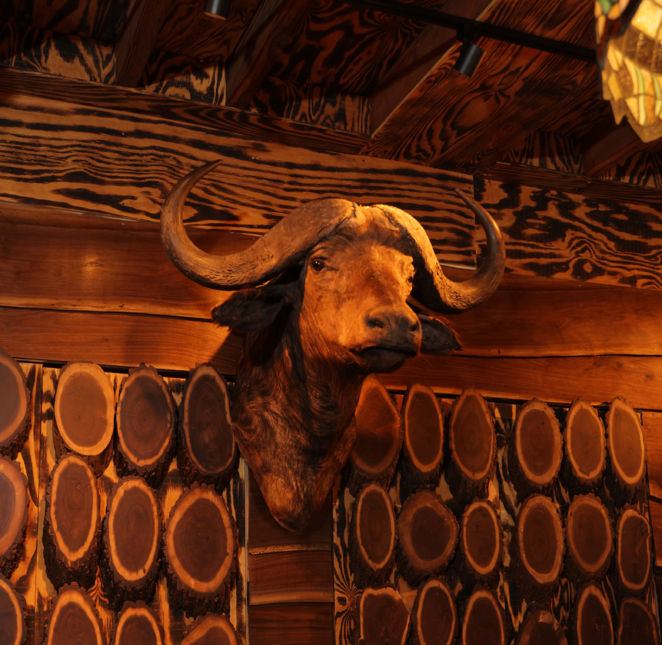 Mounted buffalo head on a charred log-end wall inside the restaurant